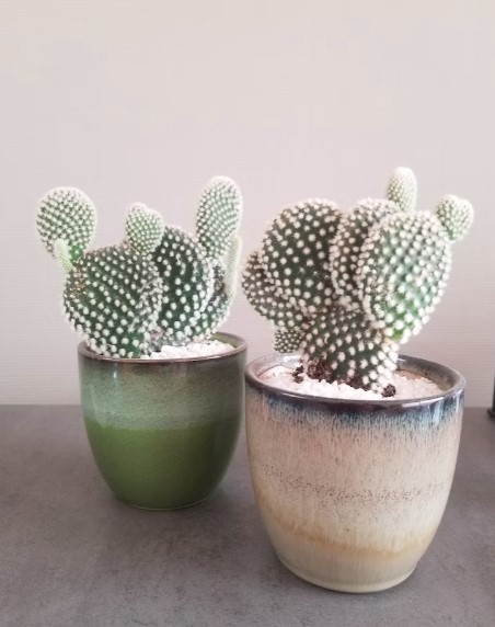 Suculentas: Conheça 11 espécies