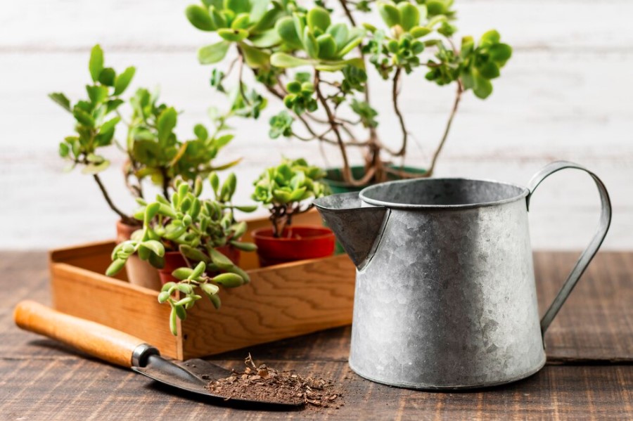 7 dicas essências para iniciantes na jardinagem