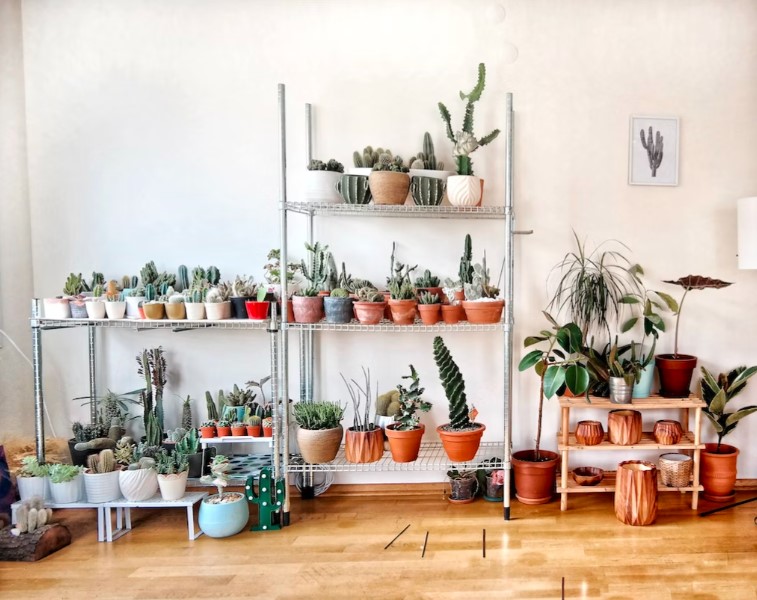 plantas Para os ambientes com pouca luz natural