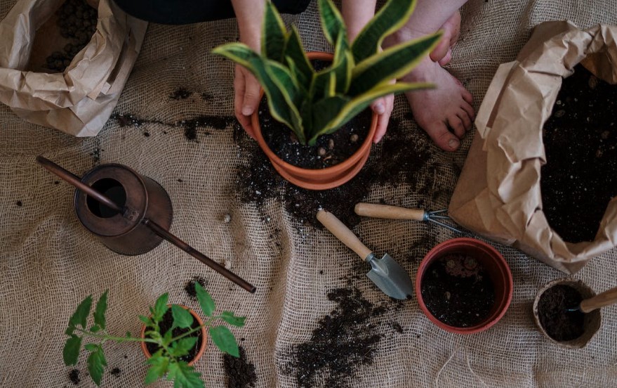 podas regulares nas plantas é uma maneira eficaz de controlar o tamanho e a forma delas