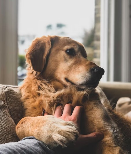 Entendendo a Linguagem Corporal do seu Cão