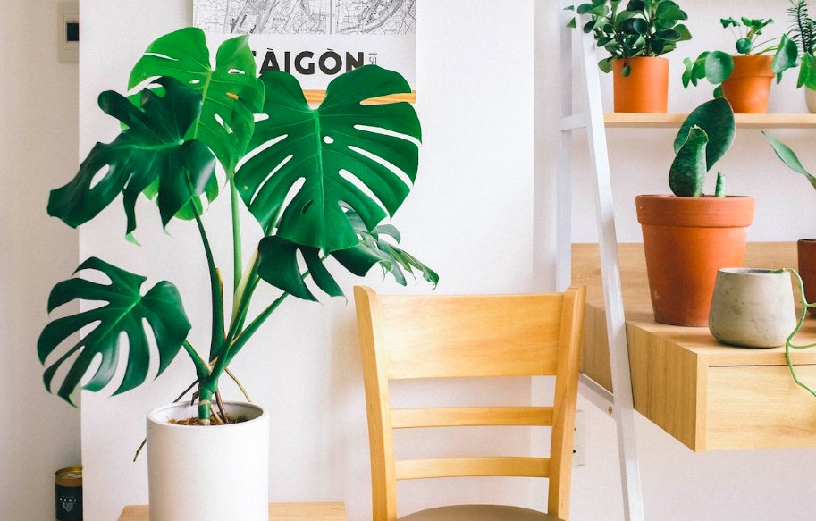 costela de adão planta