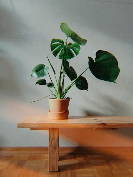 costela de adão planta