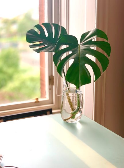 costela de adão planta