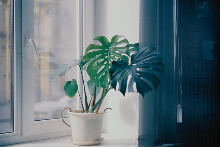 costela de adão planta