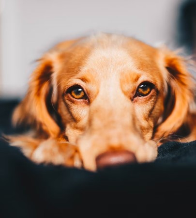 12 Linguagem Corporal do seu Cão que você precisa conhecer