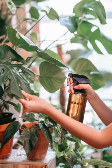 costela de adão planta