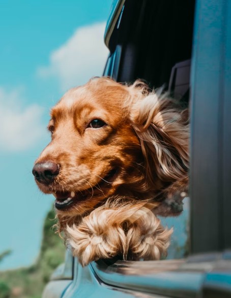 Entendendo a Linguagem Corporal do seu Cão