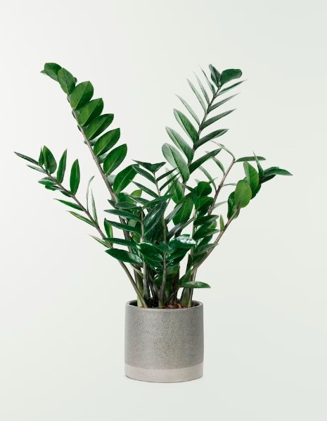 Plantas resistente, fácil cuidado