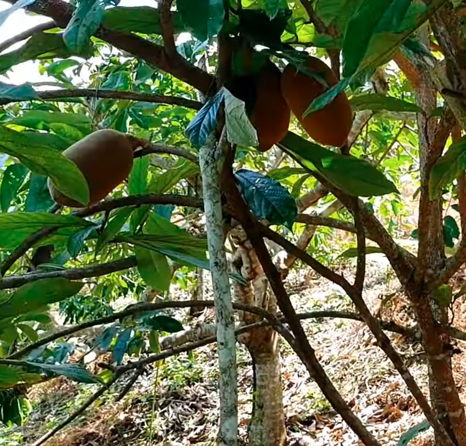 O Cupuaçu é um fruto típico da Amazônia