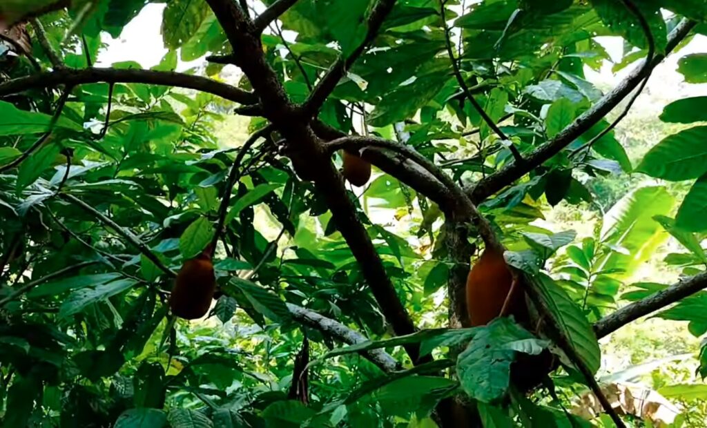 O Cupuaçu é um fruto típico da Amazônia