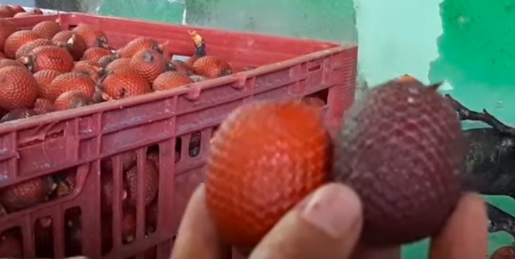 Descubra os segredos do Buriti: O ouro do Cerrado brasileiro