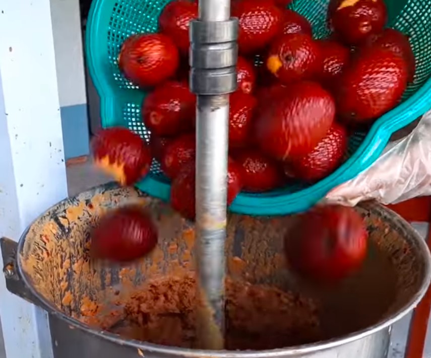 Descubra os segredos do Buriti: O ouro do Cerrado brasileiro