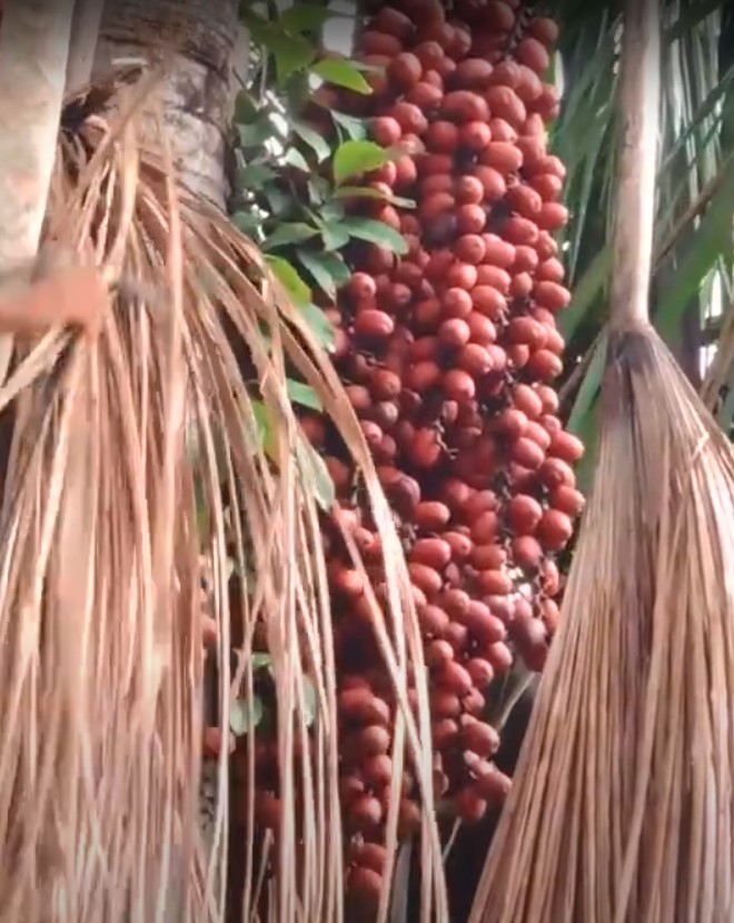 Descubra os segredos do Buriti: O ouro do Cerrado brasileiro