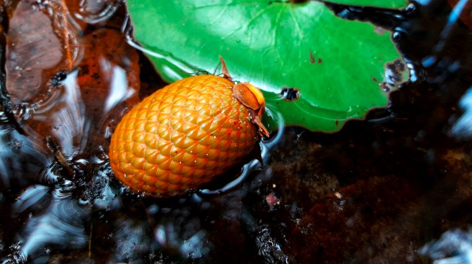 Descubra os segredos do Buriti: O ouro do Cerrado brasileiro