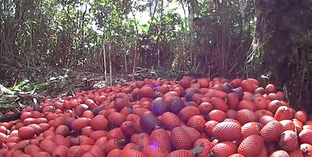 Descubra os segredos do Buriti: O ouro do Cerrado brasileiro