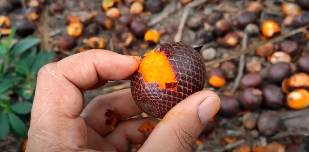 Descubra os segredos do Buriti: O ouro do Cerrado brasileiro