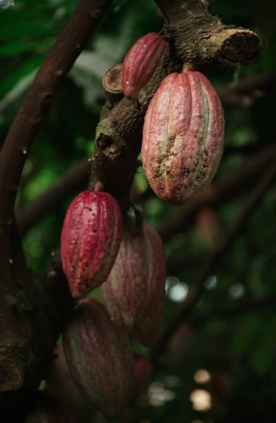 O cacau é uma fonte de minerais essenciais: fortaleça seu organismo