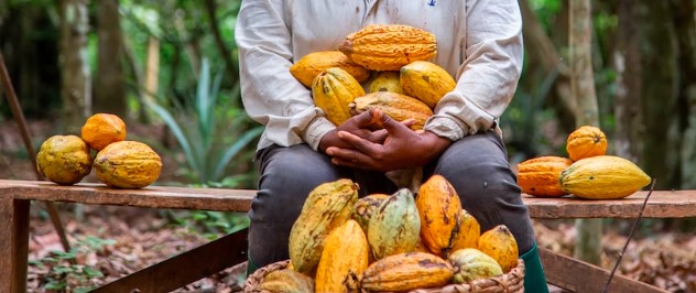 O cacau é uma fonte de minerais essenciais: fortaleça seu organismo