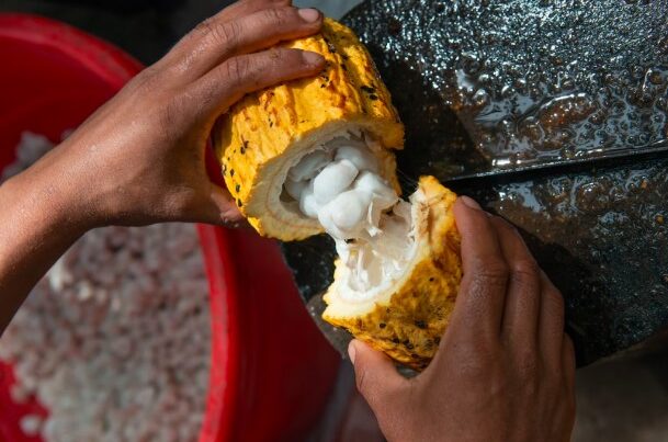 O cacau é uma fonte de minerais essenciais: fortaleça seu organismo