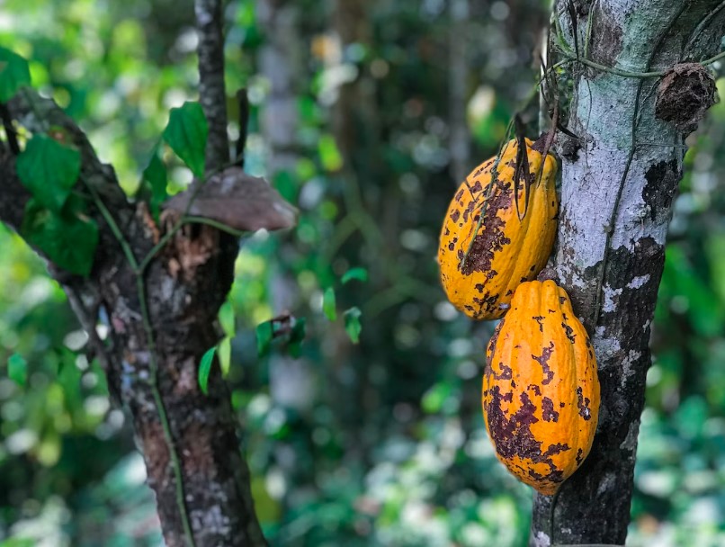 O cacau é uma fonte de minerais essenciais: fortaleça seu organismo