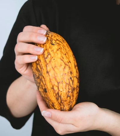 O cacau é uma fonte de minerais essenciais: fortaleça seu organismo