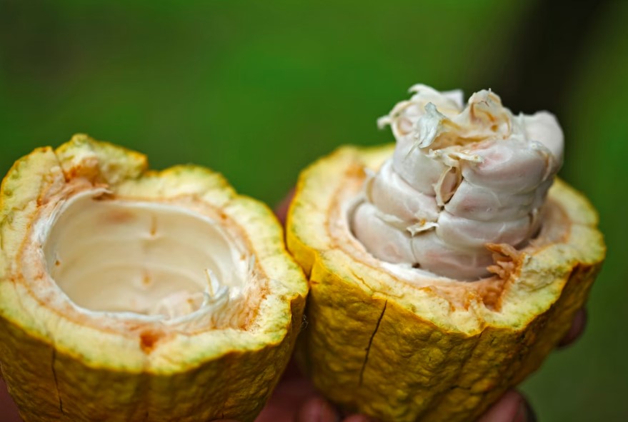 O cacau é uma fonte de minerais essenciais: fortaleça seu organismo