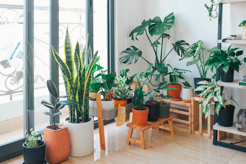 17 plantas resistentes para iniciantes