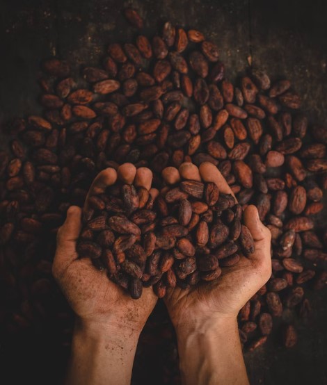 O cacau é uma fonte de minerais essenciais: fortaleça seu organismo