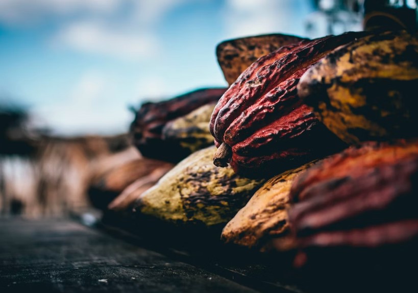 O cacau é uma fonte de minerais essenciais: fortaleça seu organismo