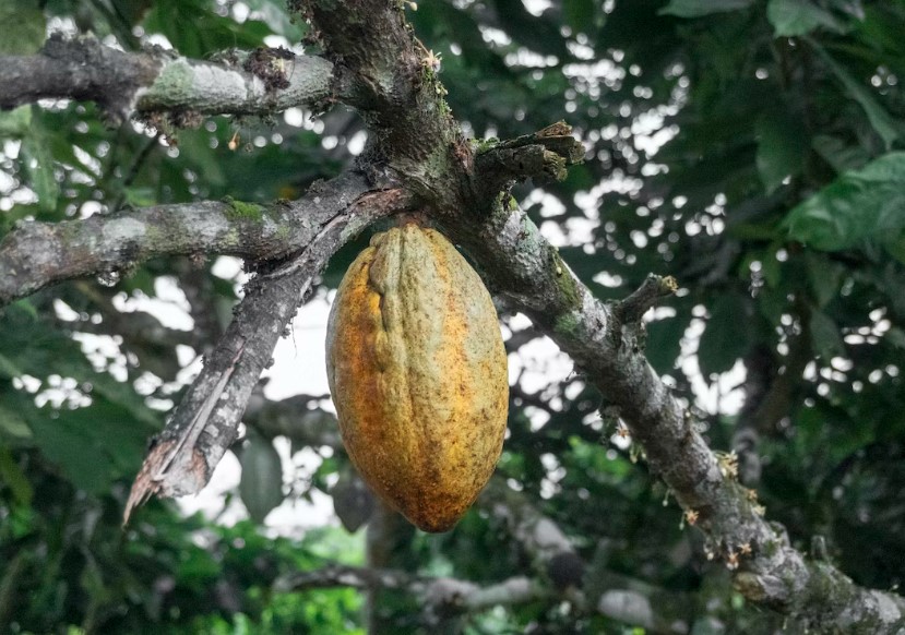 O cacau é uma fonte de minerais essenciais: fortaleça seu organismo