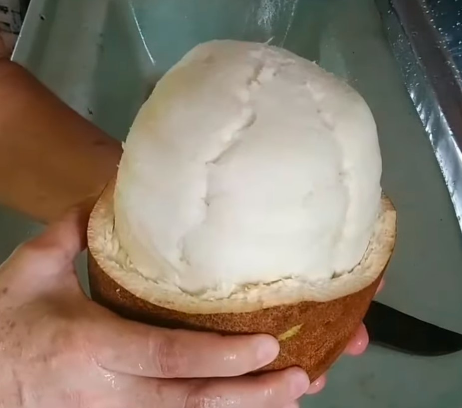 O Cupuaçu é um fruto típico da Amazônia: conheça sua origem, história e benefícios 