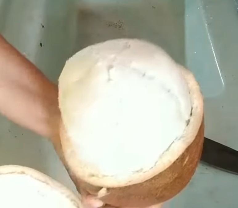 O Cupuaçu é um fruto típico da Amazônia