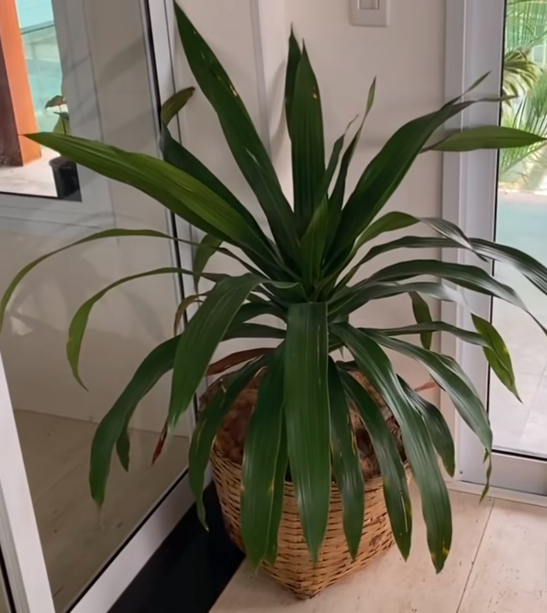 Plantas resistente, fácil cuidado