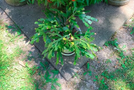 A Flor de Maio: Conheça 6 Espécies