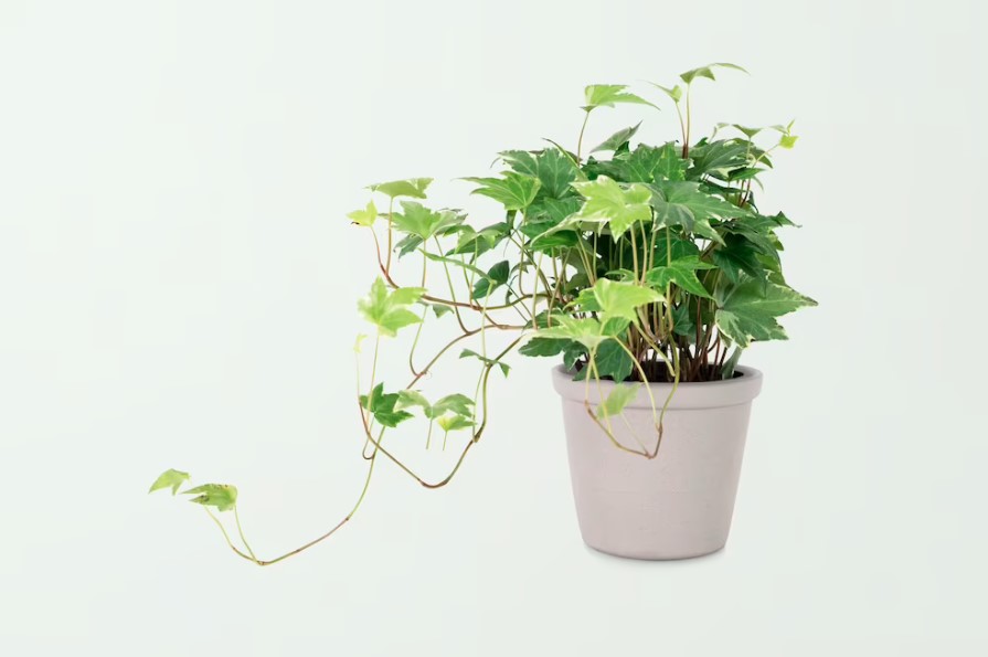 Plantas resistente, fácil cuidado