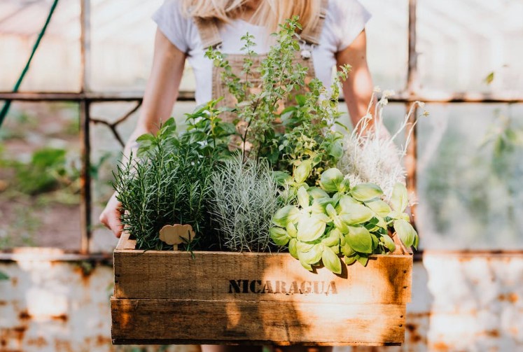 Ervas aromáticas: Além de adicionar um toque de sabor às suas refeições