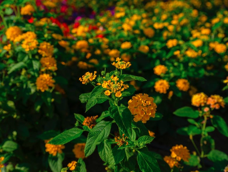 Plantas resistente, fácil cuidado