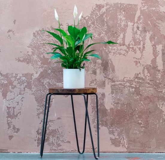 Plantas resistente, fácil cuidado