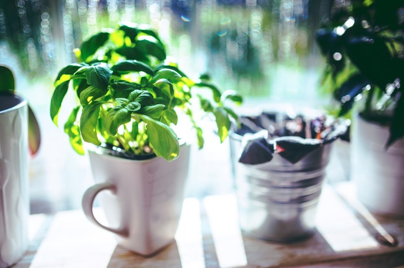 10 Dicas incríveis para Decorar sua Cozinha com Plantas