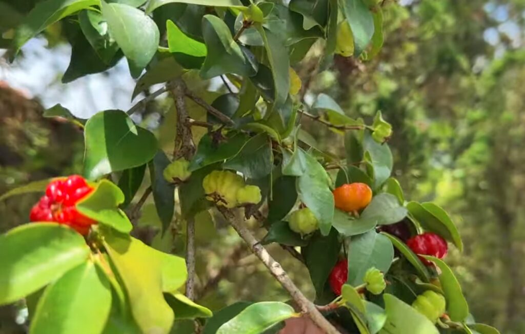 A pitanga é uma fruta típica da Mata Atlântica: conheça sua origem e benefícios