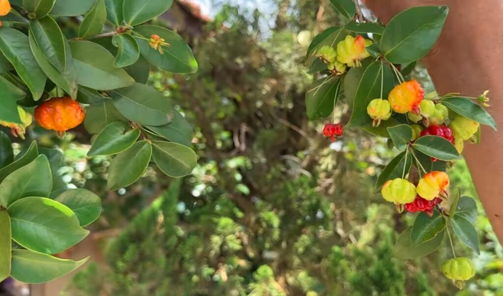 A pitanga é uma fruta típica da Mata Atlântica: conheça sua origem e benefícios