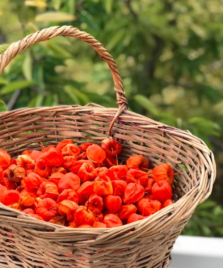 A pitanga é uma fruta típica da Mata Atlântica: conheça sua origem e benefícios