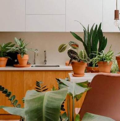 10 Dicas incríveis para Decorar sua Cozinha com Plantas