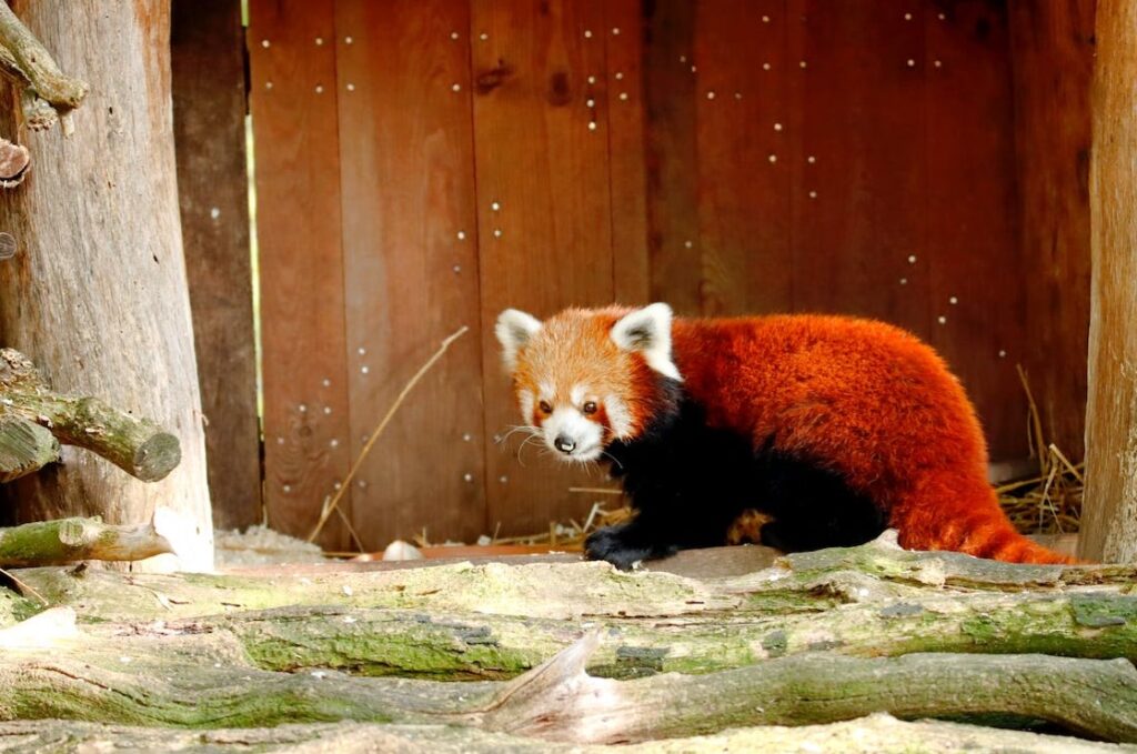 Tudo sobre os Pandas Vermelhos