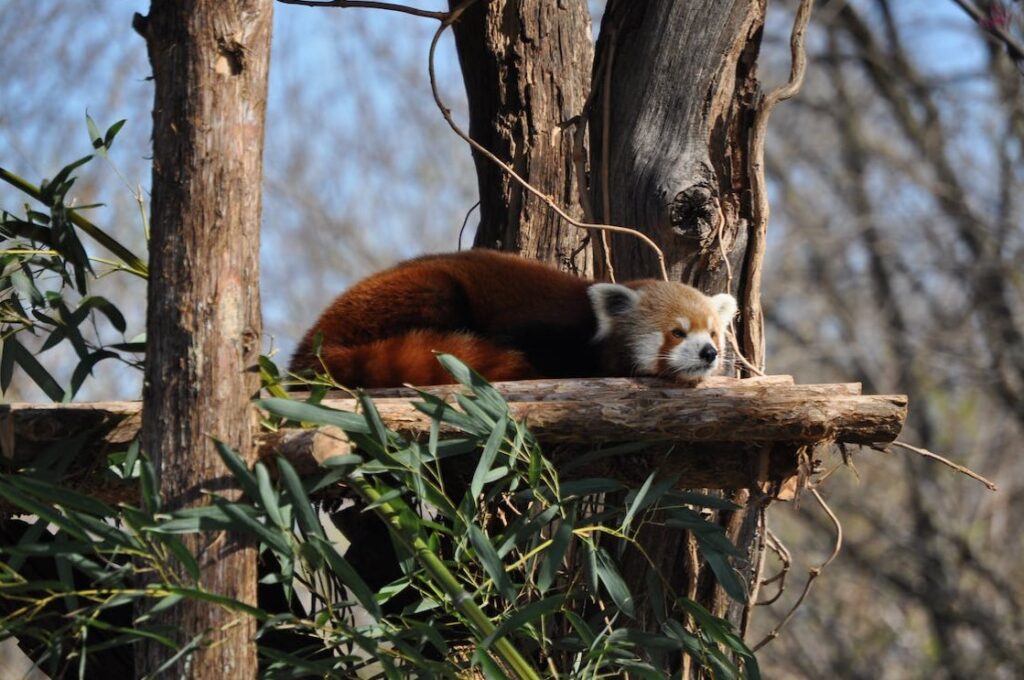 Tudo sobre os Pandas Vermelhos
