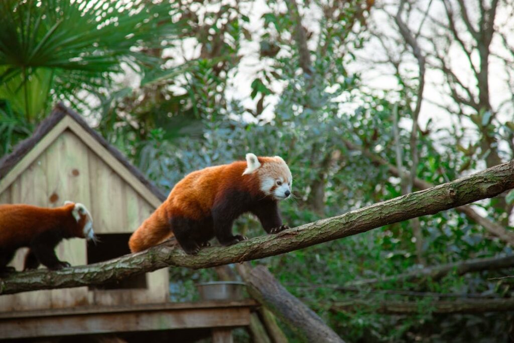 Tudo sobre os Pandas Vermelhos