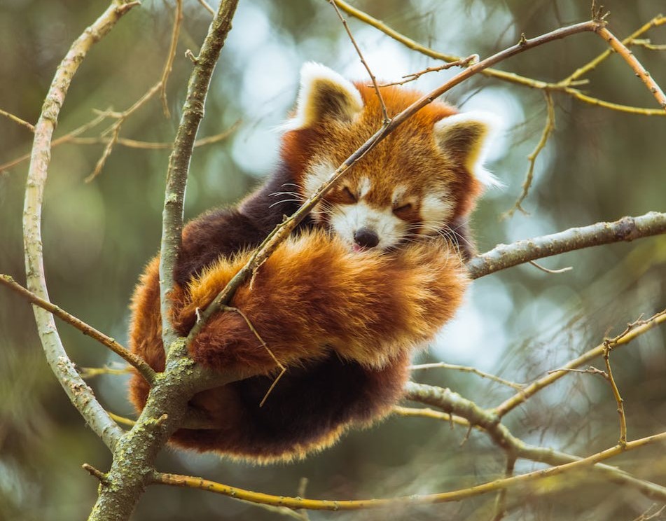 Tudo sobre os Pandas Vermelhos