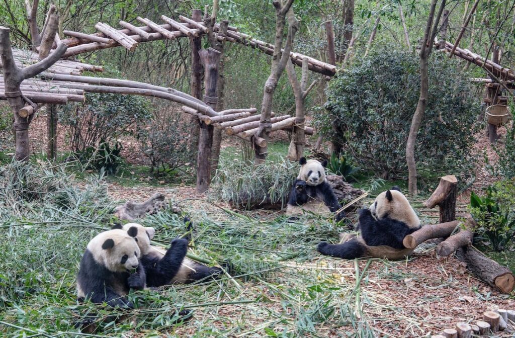 pandas