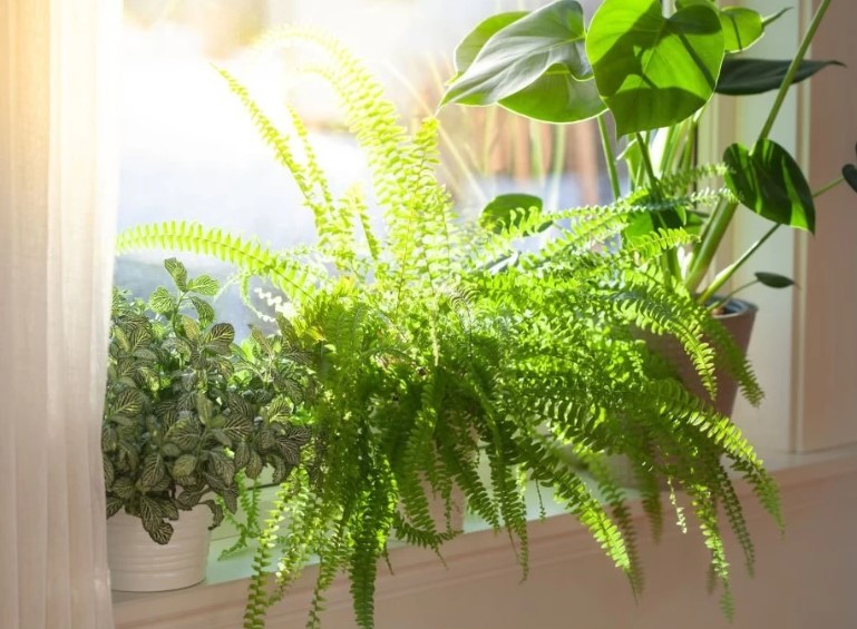 12 Espécies de Plantas para Decorar Seu Banheiro